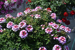 Lascar Purple+White Verbena (Verbena 'KLEVP21048') at Lakeshore Garden Centres