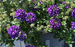 Lascar Dark Violet Verbena (Verbena 'KLEVP15483') at Golden Acre Home & Garden