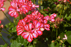 Royal Candy Cane Geranium (Pelargonium peltatum 'Royal Candy Cane') at Lakeshore Garden Centres