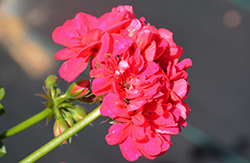 Royal Hot Pink Ivy Leaf Geranium (Pelargonium peltatum 'KLEPP19069') at Lakeshore Garden Centres