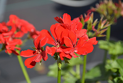 Royal Scarlet Red Ivy Leaf Geranium (Pelargonium peltatum 'Royal Scarlet Red') at Lakeshore Garden Centres