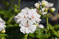 Royal White Ivy Leaf Geranium (Pelargonium peltatum 'KLEPP17459') at Lakeshore Garden Centres