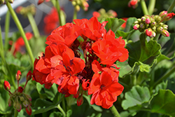 Sunrise Brilliant Red Geranium (Pelargonium 'KLEP03105') at Lakeshore Garden Centres