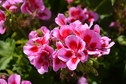 Marcada Pink+Purple Eye Geranium (Pelargonium 'KLEIP19162') at Lakeshore Garden Centres