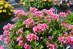 Marcada Pink+Purple Eye Geranium (Pelargonium 'KLEIP19162') at Lakeshore Garden Centres
