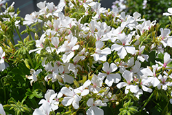 Marcada White Geranium (Pelargonium 'KLEIP19284') at Lakeshore Garden Centres