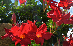 Diamantina Agate XXL Red Mandevilla (Mandevilla 'Agate XXL Red') at Lakeshore Garden Centres