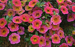 Chameleon Tart Deco Calibrachoa (Calibrachoa 'Chameleon Tart Deco') at Lakeshore Garden Centres