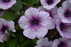Capella Purple Veins Petunia (Petunia 'Capella Purple Veins') at Lakeshore Garden Centres
