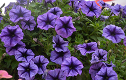 Tea Indigo Vein Petunia (Petunia 'Tea Indigo Vein') at Lakeshore Garden Centres