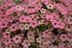 Tea Flamingo Petunia (Petunia 'Tea Flamingo') at Lakeshore Garden Centres