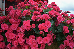 Vermillion Hot Pink Begonia (Begonia x hiemalis 'Vermillion Hot Pink') at Lakeshore Garden Centres