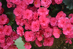 Vermillion Hot Pink Begonia (Begonia x hiemalis 'Vermillion Hot Pink') at Lakeshore Garden Centres