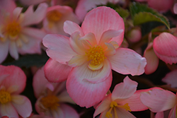 Waterfall Angel Soft Pink Begonia (Begonia boliviensis 'Angel Soft Pink') at Lakeshore Garden Centres
