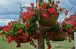 Diamantina Tourmaline Fuchsia Bush Mandevilla (Mandevilla 'LANKENTUCKY') at Lakeshore Garden Centres