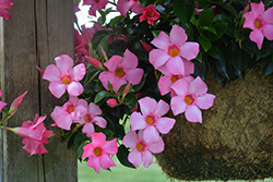 Diamantina Tourmaline Pink Bush Mandevilla (Mandevilla 'LANSOUTHCAROLINA') at Lakeshore Garden Centres
