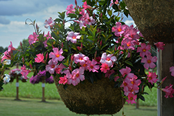 Diamantina Tourmaline Pink Bush Mandevilla (Mandevilla 'LANSOUTHCAROLINA') at Lakeshore Garden Centres