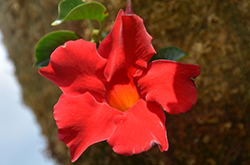 Diamantina Agate XXL Red Mandevilla (Mandevilla 'Agate XXL Red') at Lakeshore Garden Centres