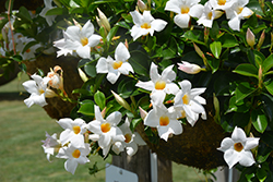 Diamantina Agate XXL White Mandevilla (Mandevilla 'LANARIZONA') at Lakeshore Garden Centres