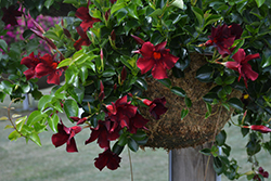 Diamantina Opal Merlot Mandevilla (Mandevilla 'LANUTAH') at Lakeshore Garden Centres