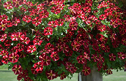ColorRush Merlot Star Petunia (Petunia 'Balcushmers') at Lakeshore Garden Centres