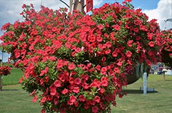 ColorRush Watermelon Red Petunia (Petunia 'Balcushware') at Lakeshore Garden Centres