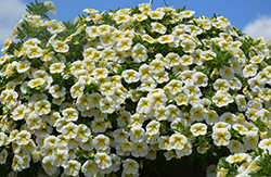 Cha-Cha Frosty Lemon Calibrachoa (Calibrachoa 'Balchafrem') at Lakeshore Garden Centres
