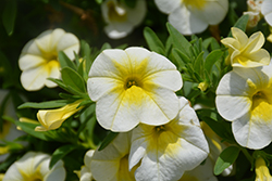 Cha-Cha Frosty Lemon Calibrachoa (Calibrachoa 'Balchafrem') at Lakeshore Garden Centres