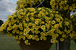 Cha-Cha Yellow Calibrachoa (Calibrachoa 'Balchaelo') at Lakeshore Garden Centres