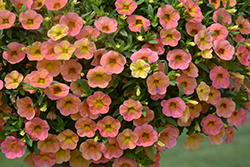 Cha-Cha Diva Apricot Calibrachoa (Calibrachoa 'Balchadap') at Lakeshore Garden Centres