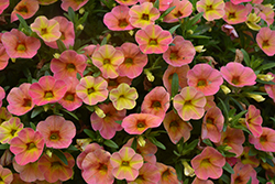 Cha-Cha Diva Apricot Calibrachoa (Calibrachoa 'Balchadap') at Lakeshore Garden Centres