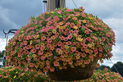 Cha-Cha Diva Apricot Calibrachoa (Calibrachoa 'Balchadap') at Lakeshore Garden Centres