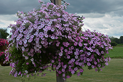 ColorWorks Rose Star Petunia (Petunia 'ColorWorks Rose Star') at Lakeshore Garden Centres