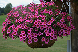 Tik Tok Rose Calibrachoa (Calibrachoa 'Tik Tok Rose') at Lakeshore Garden Centres
