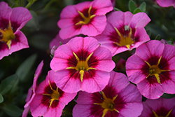 Tik Tok Rose Calibrachoa (Calibrachoa 'Tik Tok Rose') at Lakeshore Garden Centres