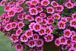 Tik Tok Rose Calibrachoa (Calibrachoa 'Tik Tok Rose') at Lakeshore Garden Centres
