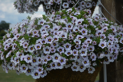 Tik Tok White Calibrachoa (Calibrachoa 'Tik Tok White') at Lakeshore Garden Centres