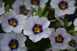 Tik Tok White Calibrachoa (Calibrachoa 'Tik Tok White') at Lakeshore Garden Centres