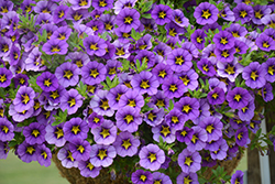 Tik Tok Blue Calibrachoa (Calibrachoa 'Tik Tok Blue') at Lakeshore Garden Centres