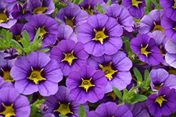 Tik Tok Blue Calibrachoa (Calibrachoa 'Tik Tok Blue') at Lakeshore Garden Centres