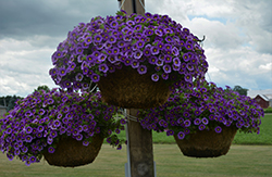 Tik Tok Blue Calibrachoa (Calibrachoa 'Tik Tok Blue') at Lakeshore Garden Centres