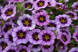Tik Tok Grape Calibrachoa (Calibrachoa 'Tik Tok Grape') at Lakeshore Garden Centres