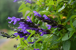 Bodacious Hummingbird Falls Sage (Salvia 'Hummingbird Falls') at Lakeshore Garden Centres