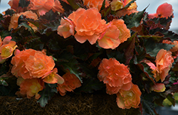 I'Conia Miss Miami Begonia (Begonia 'I'Conia Miss Miami') at Lakeshore Garden Centres