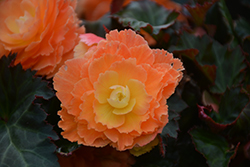 I'Conia Miss Miami Begonia (Begonia 'I'Conia Miss Miami') at Lakeshore Garden Centres