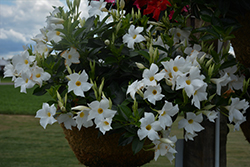 Rio White Mandevilla (Mandevilla 'Rio White') at Lakeshore Garden Centres