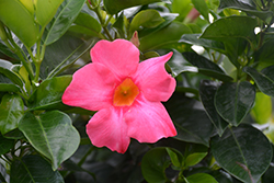 Rio Grande Pink Mandevilla (Mandevilla 'Rio Grande Pink') at Lakeshore Garden Centres