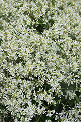 Diamond Snow Euphorbia (Euphorbia 'INCHADIACL') at Lakeshore Garden Centres
