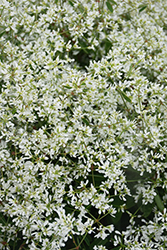Diamond Snow Euphorbia (Euphorbia 'INCHADIACL') at A Very Successful Garden Center
