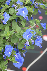 Blue My Mind XL Morning Glory (Evolvulus 'RMEVO28301') at Lakeshore Garden Centres